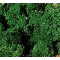 Standard Lichen, Dark Green (3211)