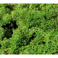 Monster Lichen, Light Green (3230)