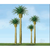 Phoenix Palm, 3in, (3 pcs)