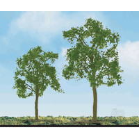 Ash Tree, 1in, (6 pcs)